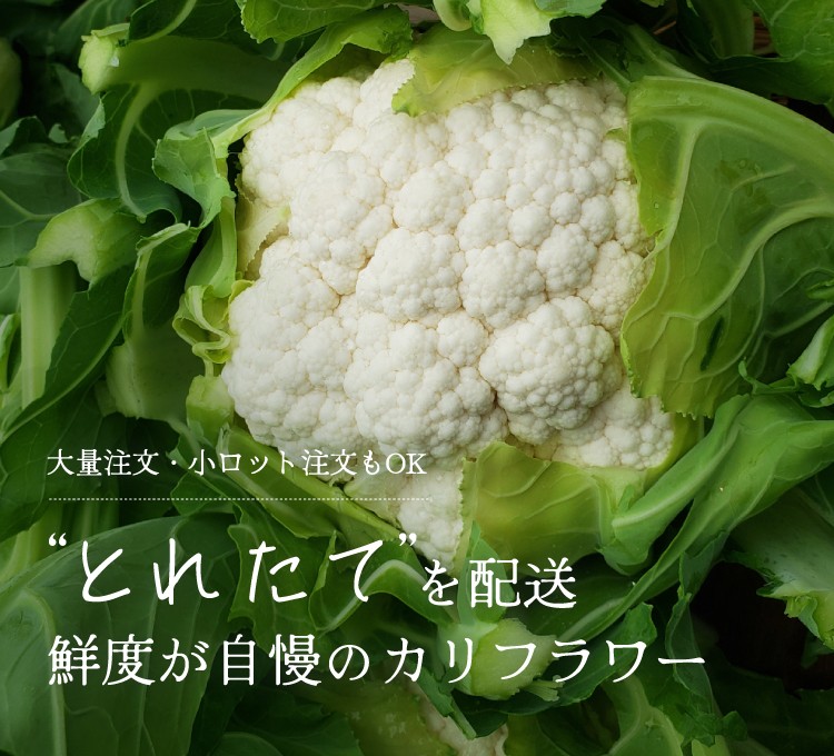 とれたてを配送 鮮度が自慢のカリフラワー